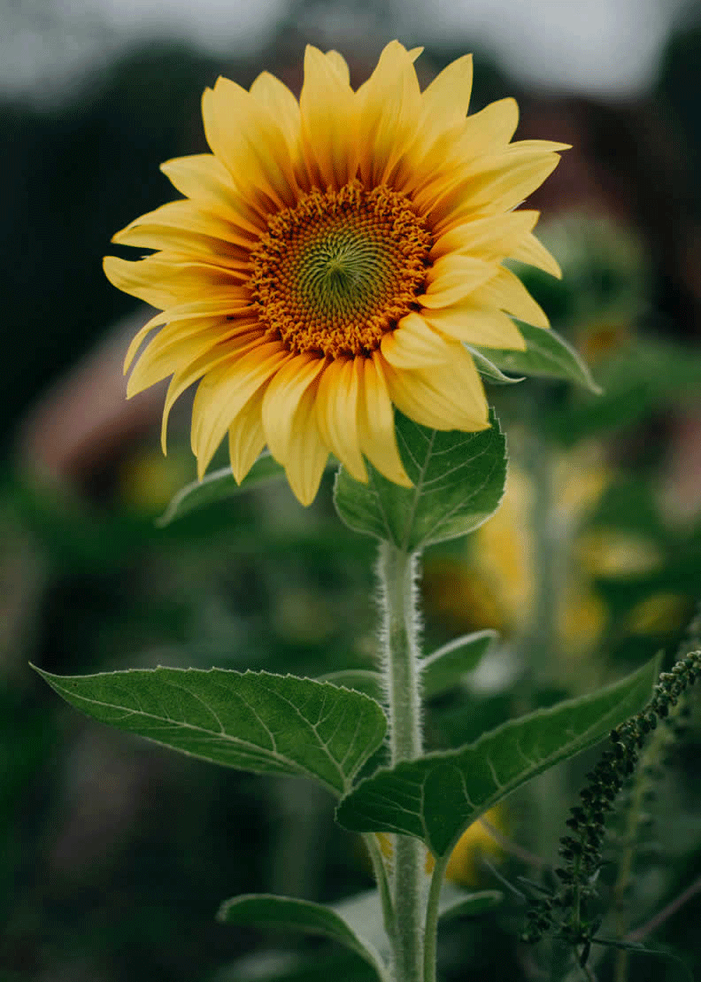 Sonnenblume